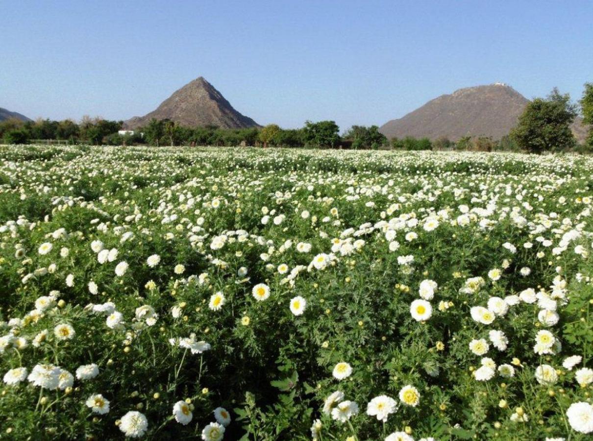 The Country Side Resorts Pushkar Eksteriør bilde